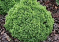 Picea glauca Alberta Globe / Törpe Gömb cukorsüvegfenyő